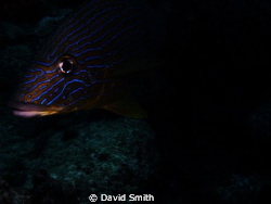 who dat ?? by David Smith 